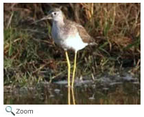 Greater Yellowlegs
