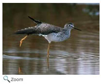 Greater Yellowlegs