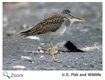 Greater Yellowlegs
