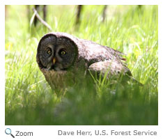 Great Gray Owl