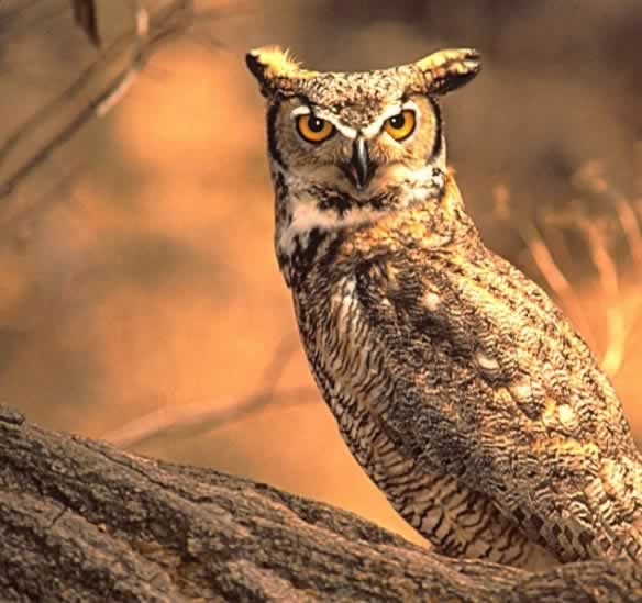Great Horned Owl Bubo virginianus Wildlife Journal Junior