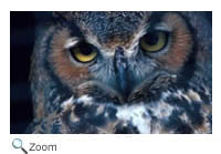 Great Horned Owl