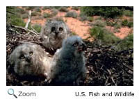 Great Horned Owl Chicks
