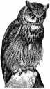 Great Horned Owl