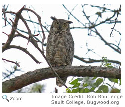 Great Horned Owl