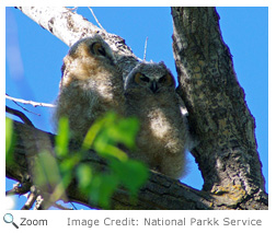 Great Horned Owl