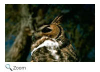 Great Horned Owl