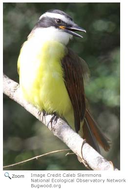 Great Kiskadee