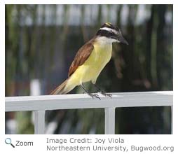 Great Kiskadee