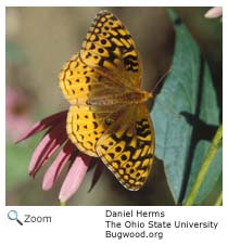 great spangled fritillary