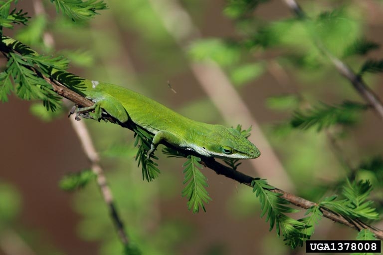 Anolis Lizards Diets