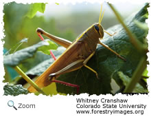 greenbird grasshopper