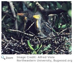 Green Heron