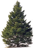 Spruce