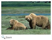 Grizzly Bear