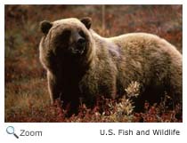 Grizzly Bear
