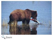 Grizzly Bear