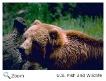 Grizzly Bear