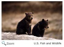 Grizzly Bear