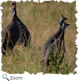 guinea fowl