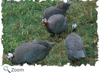 guinea fowl
