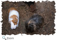 guinea pig