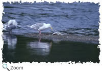Glaucous Winged Gull