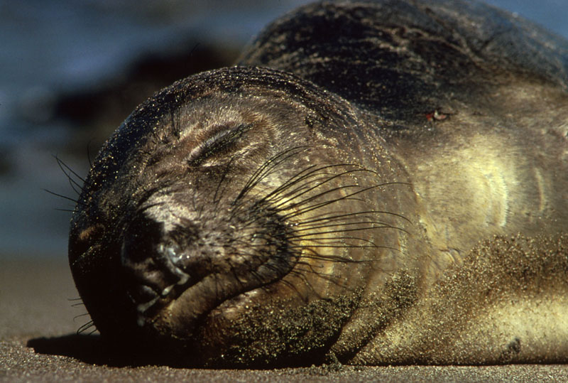 How are seals adapted to their environment?