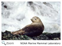 Harbor Seal