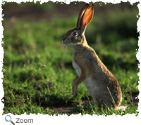 hare
