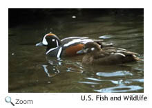 Harlequin Duck