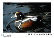 Harlequin Duck