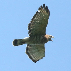 Broadwinged Hawk