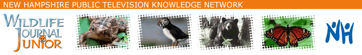 Wildlife Journal Junior