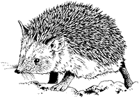 hedgehog