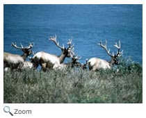 caribou