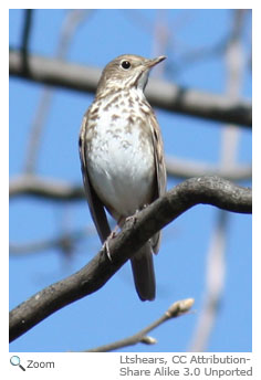 Hermit Thrush