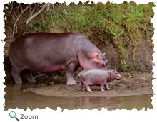 hippo