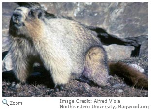 Hoary Marmot