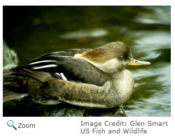 Hooded Merganser