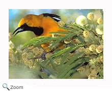 Hooded Oriole