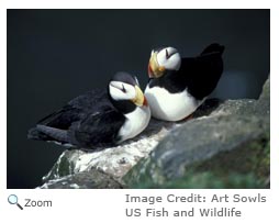 Horned Puffin