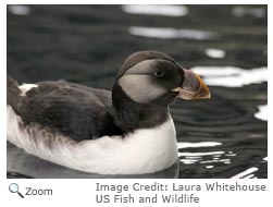 Horned Puffin