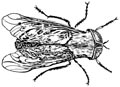 horsefly