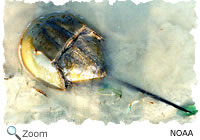 horseshoe crab