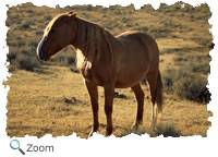 horse