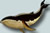 humpback