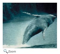 Humpback Whale