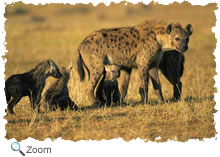 hyena