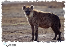 hyena